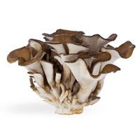 Photo of Maitake Mushroom