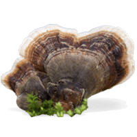 Photo of Turkey Tail Mushroom