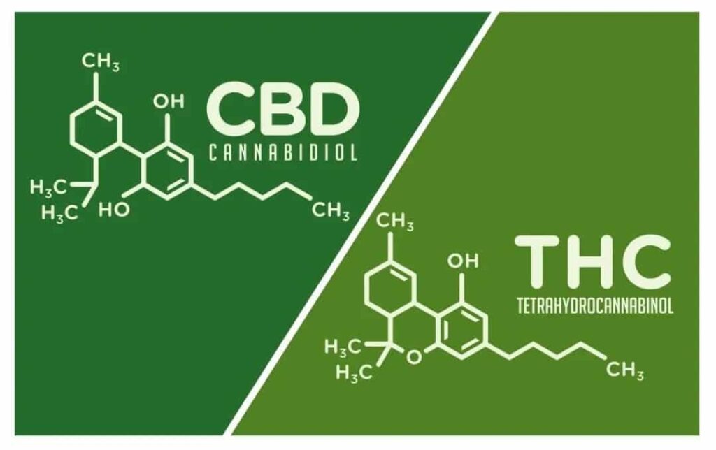 THC vs CBD | The Differences