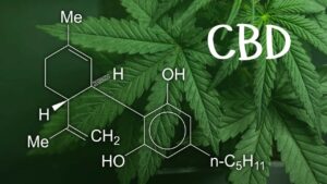 CBD A Quick Intro