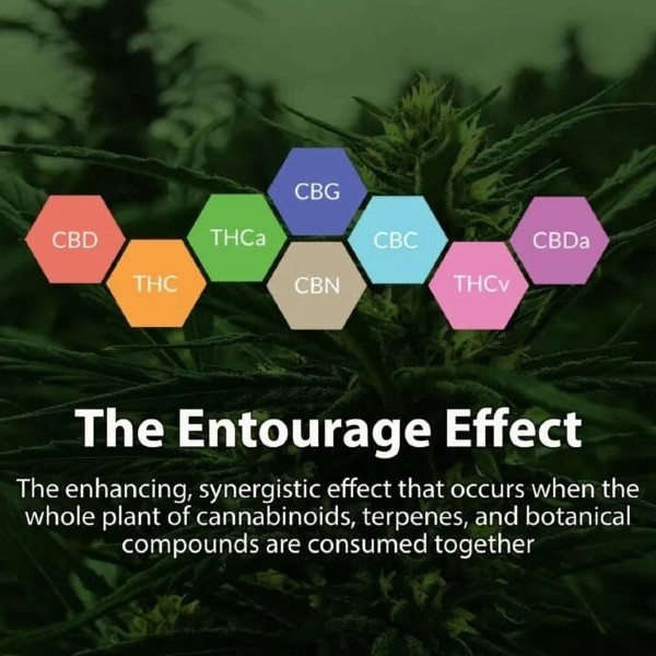 The Entourage Effect Infographic