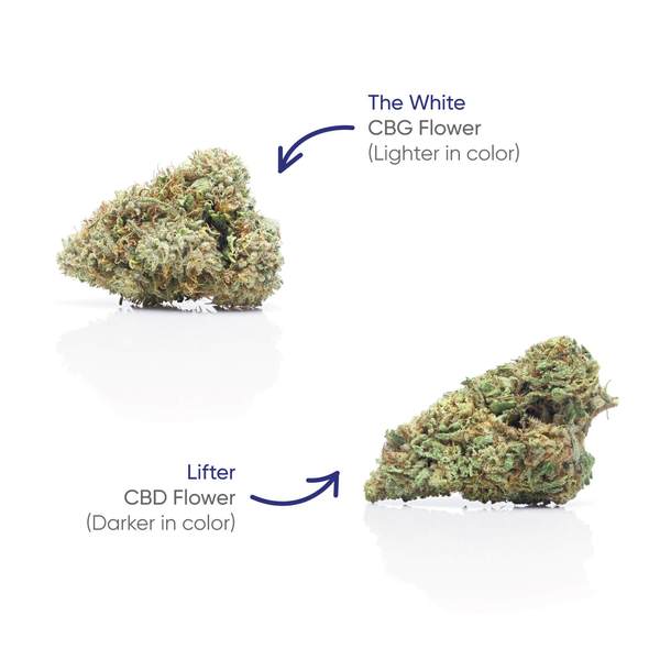 CBG+CBD Lifter Flower