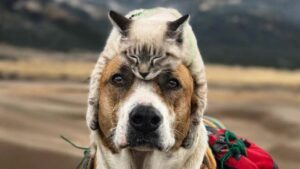 The Benefits of CBD Oil For Dogs & Cats