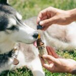 USDA Organic Pet CBD Oil Tincture - Full Spectrum - Dog Licking Open Tincture