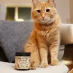 CBD Cat Chews by R+R Medicinals - Feline CBD Treats - Photo with CBD Cat Treats Jar and Cat
