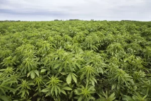 Debunking 5 Common Hemp Myths to Help You Know the Truth