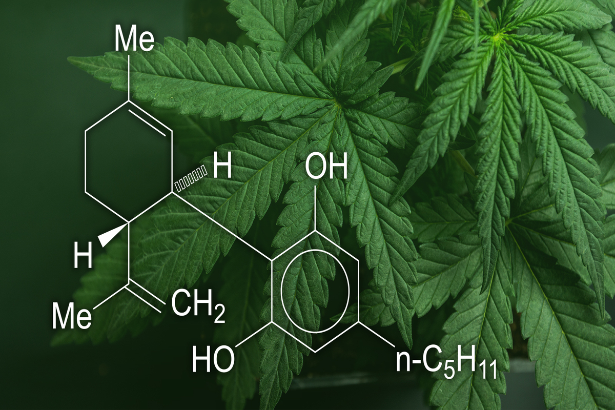 The Truth Behind 5 of the Most Common CBD Misconceptions - Photo of Cannabis Leafs with CBD Molecule Structure