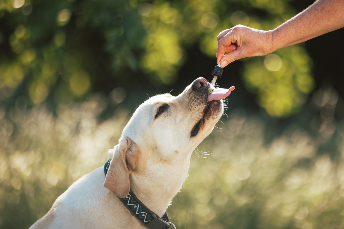 Using CBD for Dogs - Everything That You Need to Know