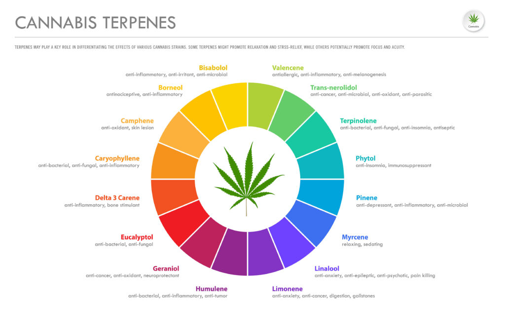 Cannabis Terpenes and Their Benefits - Infographic