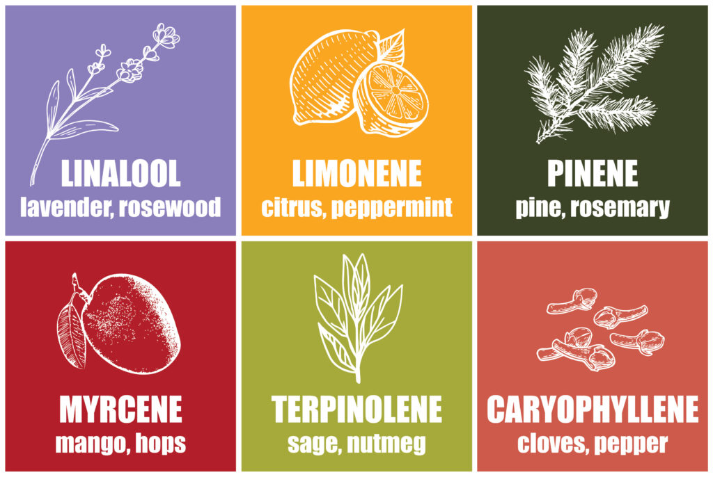 Infographic of the Most Common Hemp Terpenes