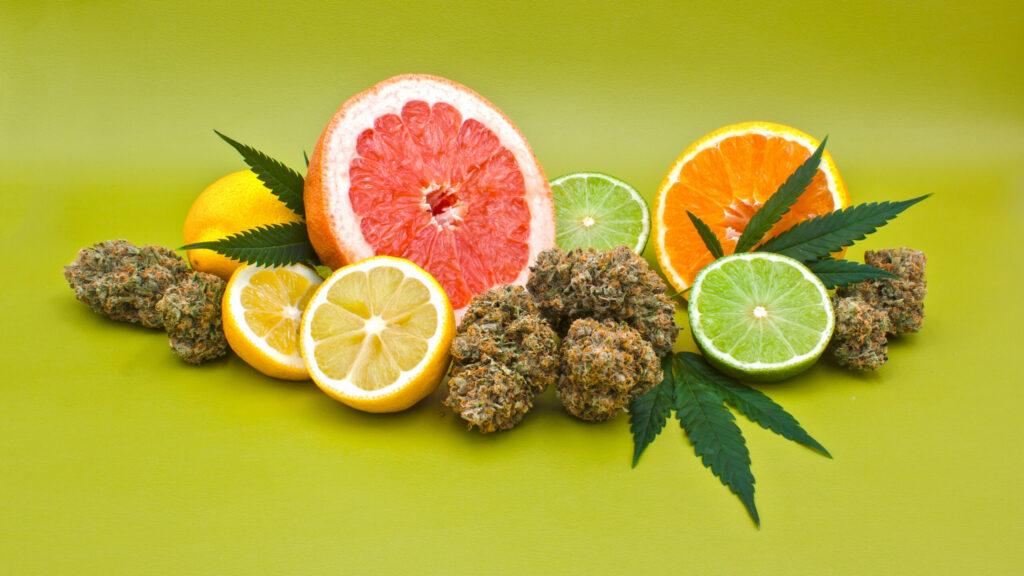 What are Hemp Terpenes - Everything to Know
