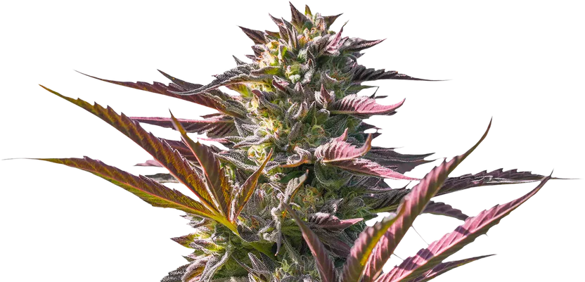 100 Sheep Cannabis Strain Flower Closeup Image