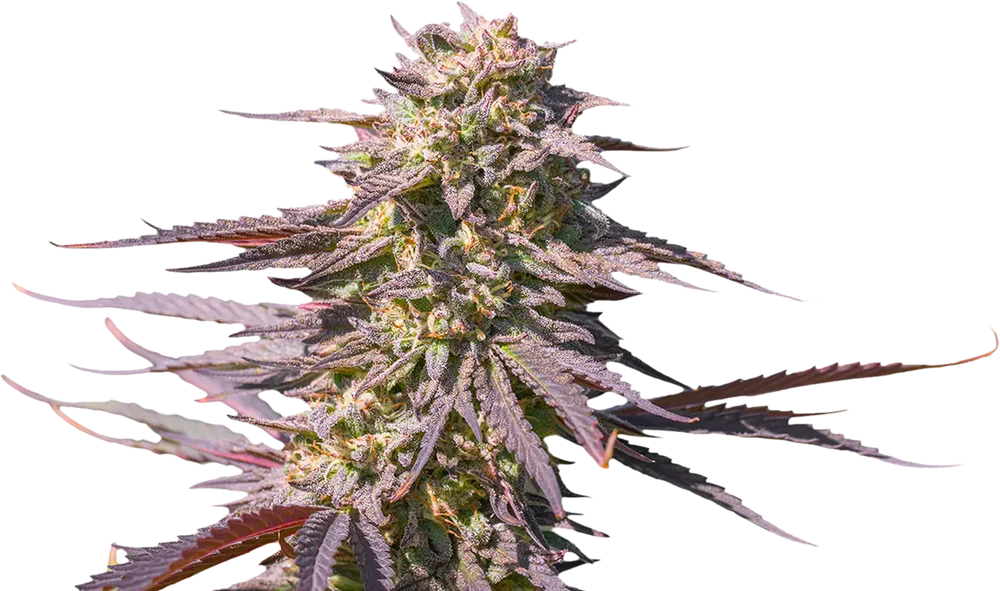 Beethoven Cannabis Strain FLower Close Up