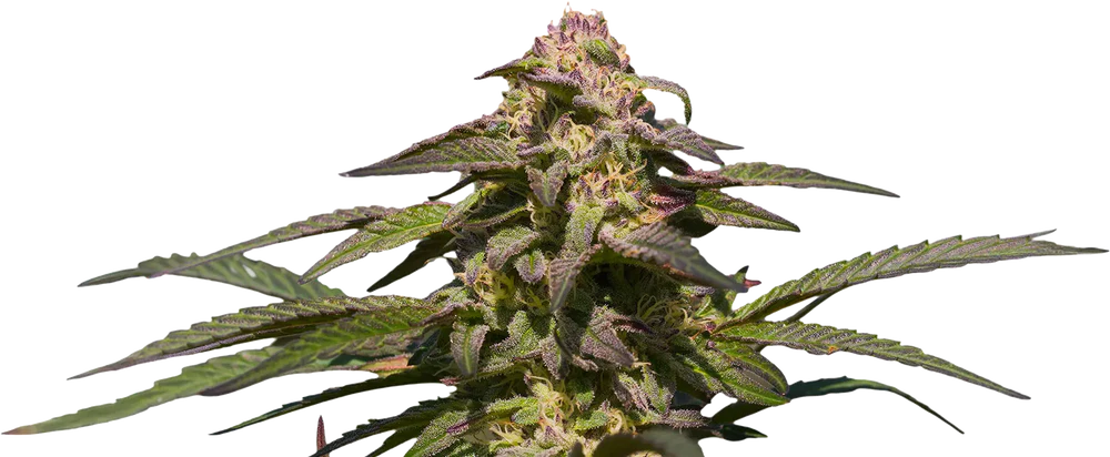 Evergreen Cannabis Strain Flower Close Up
