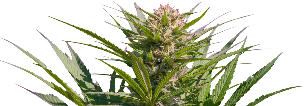 Formula One Cannabis Strain Flower Close Up