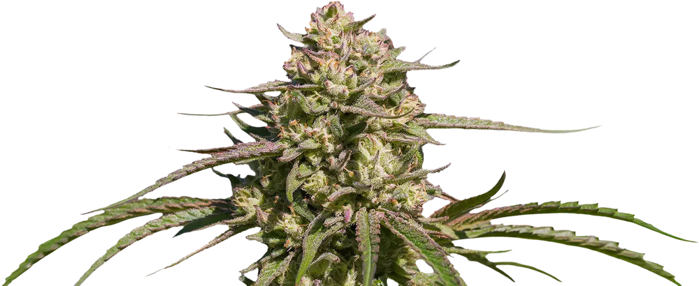 Looking Glass Cannabis Strain Flower Close Up