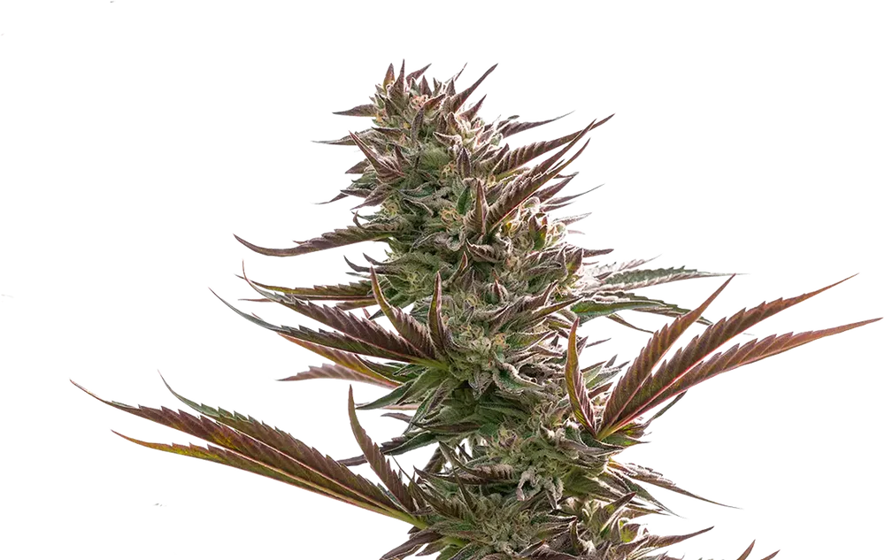 Lullaby Cannabis Strain Flower Close Up
