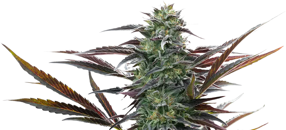 Nightshade Cannabis Strain Flower Close Up