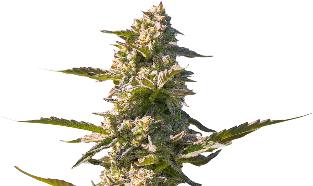 River Float Cannabis Strain Flower Closeup Image