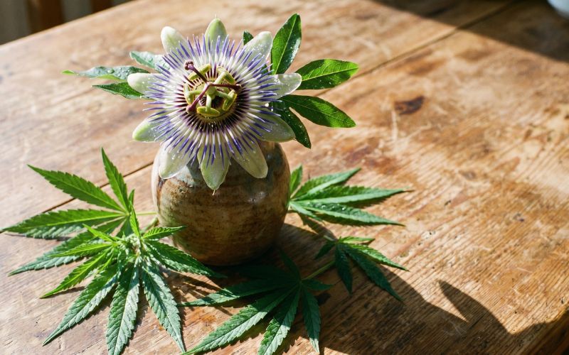 Image of What Is Passionflower? A Complete Guide to Nature's Calming Herb | The Mass Apothecary