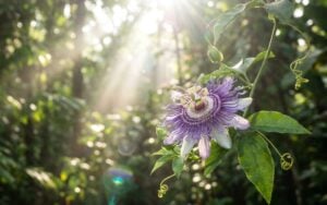 passionflower hero