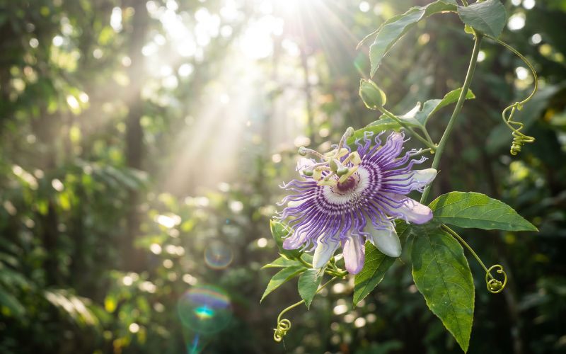 passionflower hero