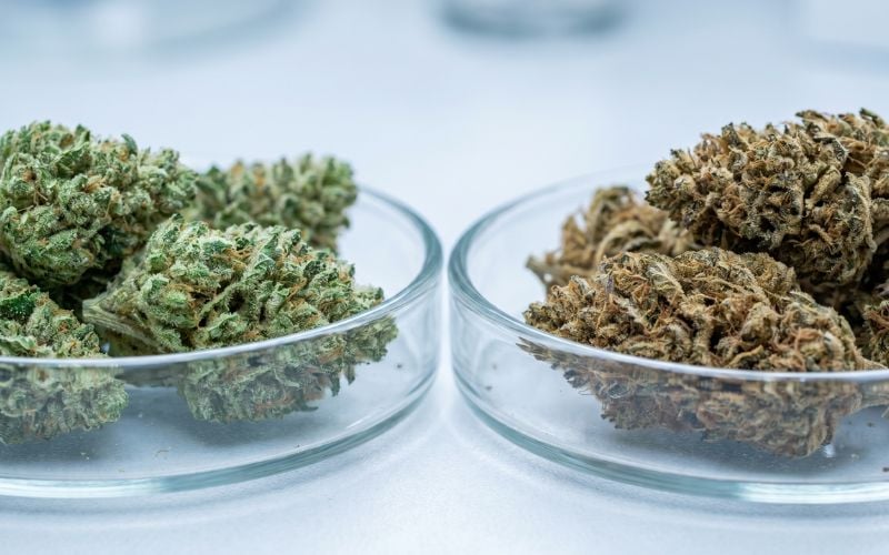 Image of What Is CBN in Weed? A Complete Guide to This Emerging Cannabinoid | The Mass Apothecary